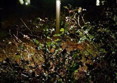 A garden lamp glows at night, illuminating nearby bushes and trees in the dark.